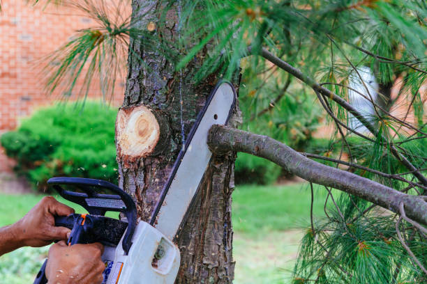  Euless, TX Tree Removal and Landscaping Services Pros